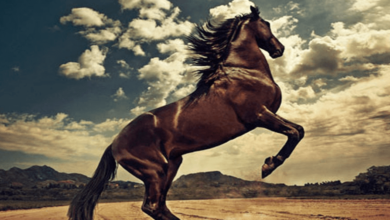 Beautiful:Jx9z7ps-W1i= Wallpaper:85g77keoj9m= Horse