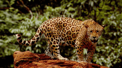 Wallpaper:5sldbxcld_Q= Jaguar