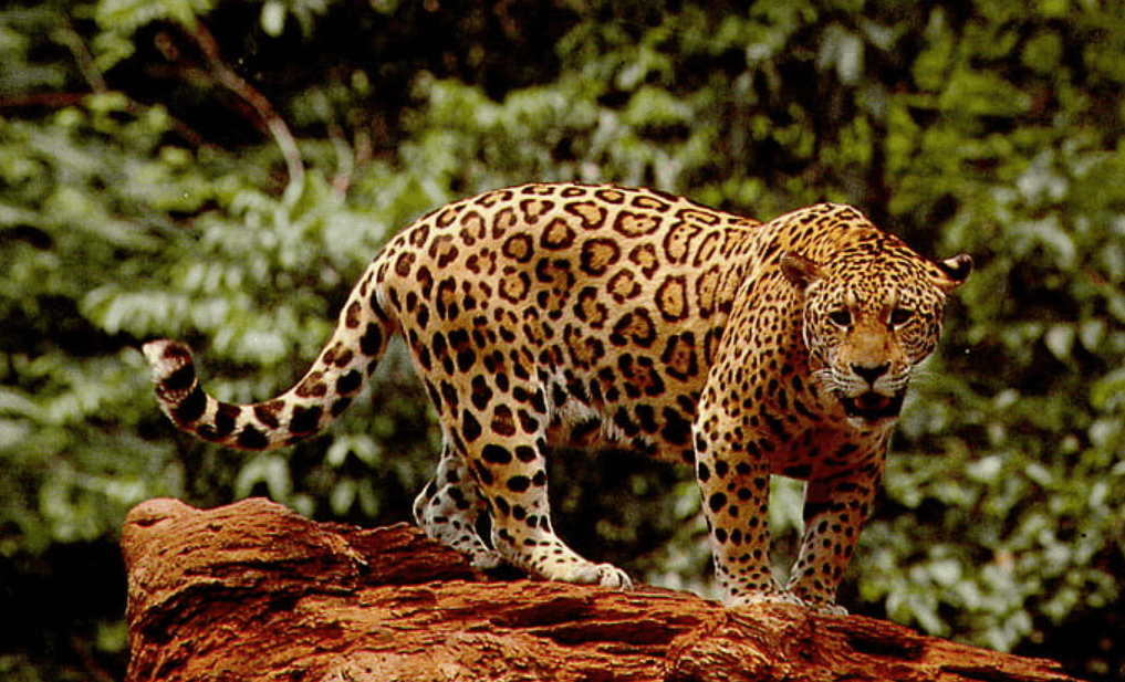 Wallpaper:5sldbxcld_Q= Jaguar