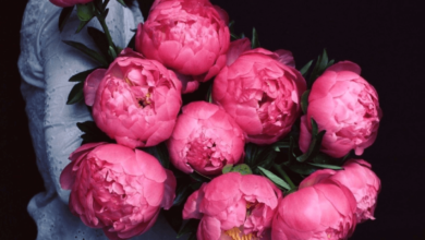 Wallpaper:2e9twhdkmjg= Peonies