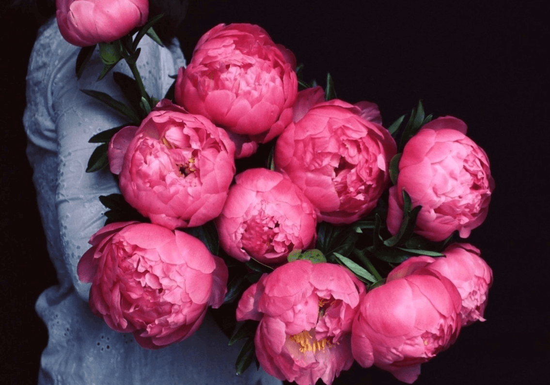 Wallpaper:2e9twhdkmjg= Peonies