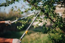 Using Tree Services To Promote Long-term Plant Health