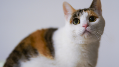 Age-Related Changes in Cats and How Joint Supplements Fit In