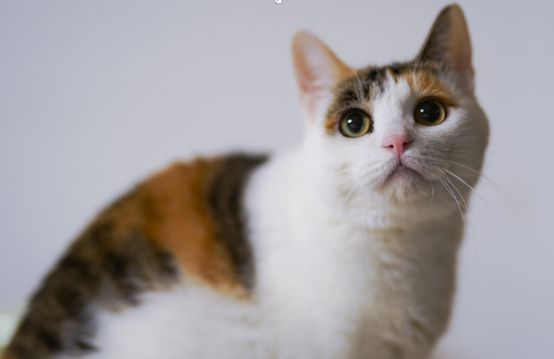 Age-Related Changes in Cats and How Joint Supplements Fit In