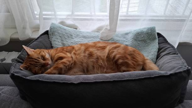 How a Calming Cat Bed Helps Reduce Stress in Anxious Cats