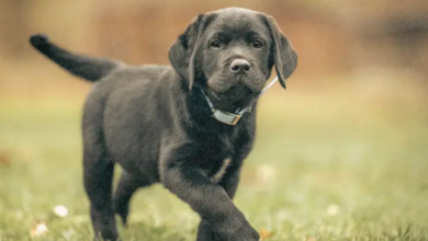 Long-Acting Parasite Control: Fluralaner 12-Week Protection for Dogs Explained
