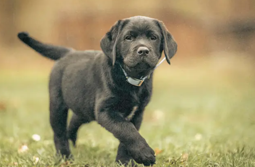 Long-Acting Parasite Control: Fluralaner 12-Week Protection for Dogs Explained